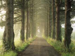Dirt road tall trees grass 5 - a line of trees free wallpaper