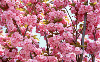 Pink flower tree green leaves 2 - pink free wallpaper for desktop