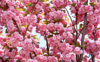 Tree pink flowers green leaves - a blue sky in the background free wallpaper for desktop