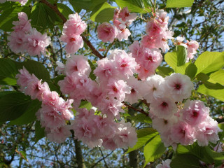 Pink flowers green leaves blue 7 - branch free wallpaper
