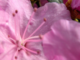 Pink flower macro hanami blurry - a yellow center free wallpaper