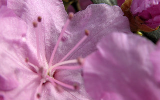 Pink flower green stem brown 6 - a green stem free wallpaper