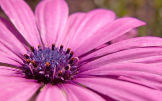 Pink flower yellow blue center 2 - betty merken free wallpaper
