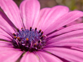 Pink flower yellow blue center 4 - betty merken free wallpaper
