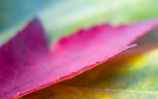 Pink leaf macro blurry sunset 2 - a green center free wallpaper