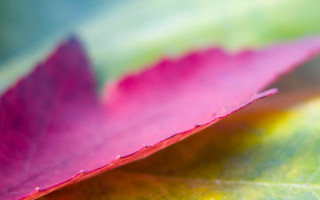 Pink leaf macro sunset cloudy - a green center free wallpaper