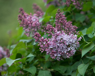Purple flowers bush leaves branches 3 - the sun light of the day free wallpaper