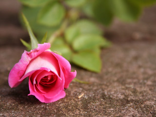 Pink rose rock building green - a rock outside free wallpaper