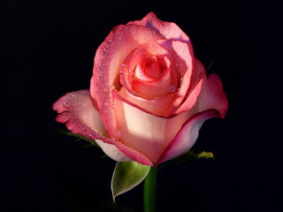 Pink rose water droplets macro 19 - a pink rose free wallpaper