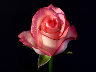 Pink rose water droplets black 3 - a pink rose free wallpaper