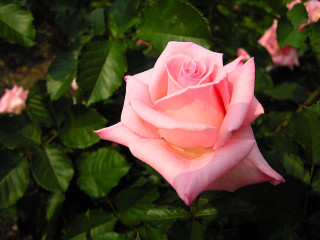 Pink rose blooming garden green 2 - anna maria barbara abesch free wallpaper