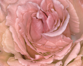 Pink rose closeup light pink - a pink rose free wallpaper