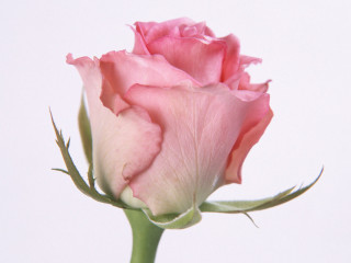 Pink rose vase white background 2 - a vase free wallpaper