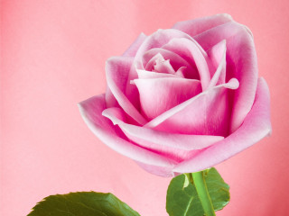 Pink rose green stem gradient - a pink rose free wallpaper