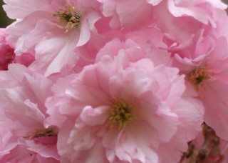 Pink flowers blooming sunlight nature - a bee free wallpaper