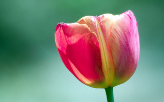 Pink flower green background blurry 4 - anne dunn free wallpaper