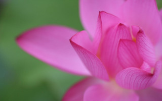 Pink flower green background blurry 13 - a pink flower free wallpaper