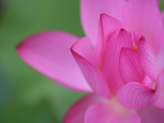 Pink flower green background blurry 15 - a green background free wallpaper