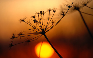 Close up plant sun background - a close up of a plant free wallpaper