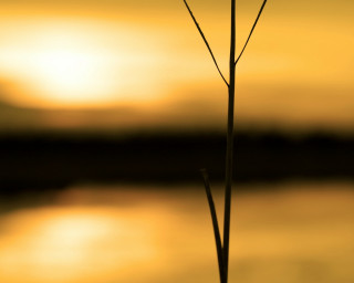 Single flower sunset water bird - a small bird free wallpaper
