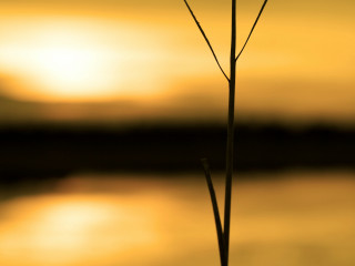 Flower sunset water bird perched - a small bird free wallpaper