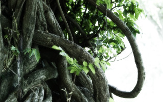 Tree vines clock side nature 3 - side and a clock free wallpaper