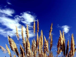 Tall grass blue sky clouds 10 - a photo free wallpaper