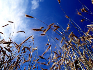 Blue sky clouds tall grass 5 - grass free wallpaper