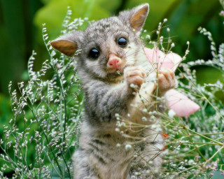Small animal field flowers grass 4 - the background of the photo free wallpaper