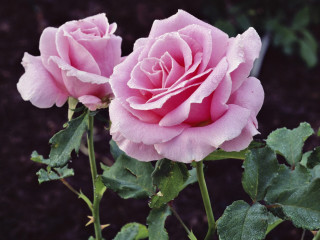 Two pink roses green leaves - betty merken free wallpaper