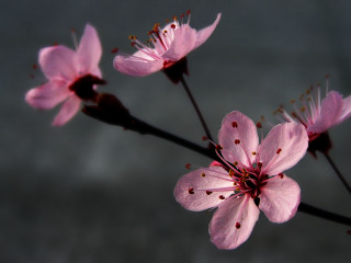 Pink flower butterfly macro shallow - chang daichien free wallpaper