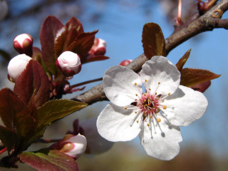 Close up flower tree branch - leaf and buds free wallpaper
