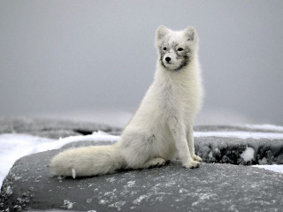 White fox rock snow ice 5 - snow and ice free wallpaper