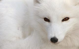 White fox brown eyes sad 3 - a white fox free wallpaper