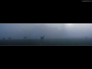 Horses foggy field sky black - volumetric fog free wallpaper