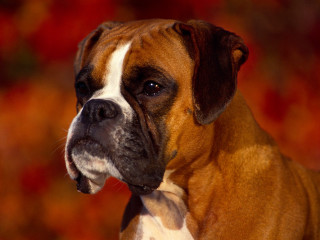 Brown white dog black nose - a white collar free wallpaper