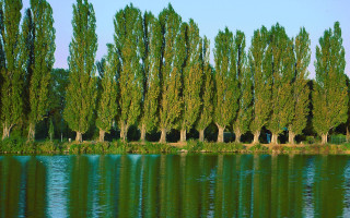 Trees water blue sky foreground 3 - camille bombois free wallpaper