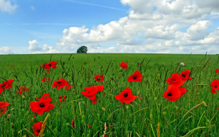 Red flowers tree blue sky - impressionist free wallpaper