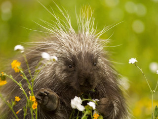 Porcupine standing field flowers grass 2 - its front paw free wallpaper