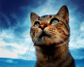 Cat looking up blue sky - sky free wallpaper for desktop