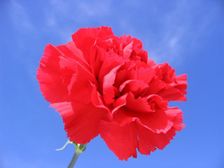 Red flower blue sky clouds 3 - a blue sky background free wallpaper