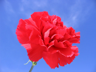 Red flower blue sky clouds 5 - a blue sky background free wallpaper