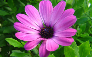 Purple flower green leaves blue - a blue center free wallpaper