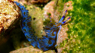 Blue black sea slug rock - bioluminescence free wallpaper