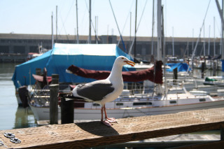 Seagull dock marina boats blue 5 - a dock next free wallpaper