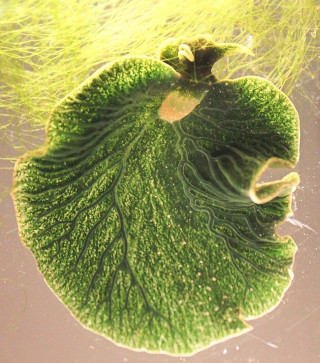 Green leaf floating pond algae - free nature wallpaper
