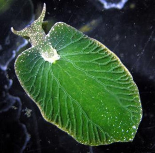 Green leaf water bubbles microscopic - free nature wallpaper