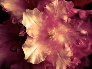 Pink flower yellow stamens green - doug ohlson free wallpaper