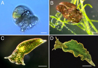Plants growth stages four pictures - same free wallpaper