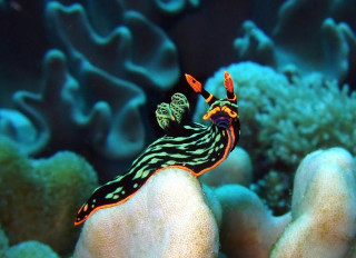 Colorful sea slug coral reef - craola free wallpaper